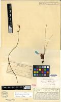 Type of Oxalis tenuiscaposa R.Knuth [family OXALIDACEAE]