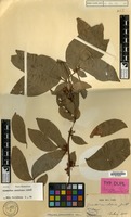 Type of Cynometra neocaledonica Guillaumin [family LEGUMINOSAE-CAES.]