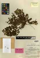 Type of Potentilla novoguineensis Merr. & L.M.Perry [family ROSACEAE]
