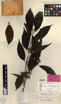 Type of Sarcocephalus multicephalus Elmer [family RUBIACEAE]