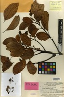 Type of Litsea habbemensis C.K.Allen [family LAURACEAE]