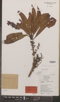 Holotype of Horsfieldia sparsa W.J.de Wilde [family MYRISTICACEAE]