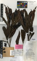 Isotype of Heliciopsis whitmorei Kochummen [family PROTEACEAE]