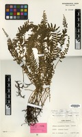Isotype of Lindsaea yaeyamensis Tagawa [family PTERIDOPHYTA]