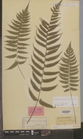 Syntype of Asplenium wichurae Mett. [family PTERIDOPHYTA]