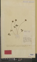 Syntype of Trifolium fragiferum L. [family LEGUMINOSAE-PAP.]