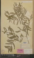 Type of Angiopteris lygodiifolia Rosenst. [family PTERIDOPHYTA]