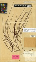 Lectotype of Lycopodium casuarinoides Spring [family PTERIDOPHYTA]