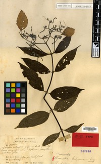 Syntype of Mussaenda polyneura King [family RUBIACEAE]