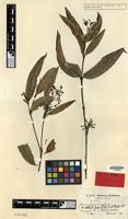 Isotype of Ixora intensa K.Krause [family RUBIACEAE]