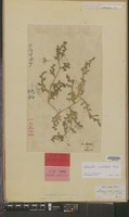 Syntype of Selaginella japonica Miq. [family PTERIDOPHYTA]