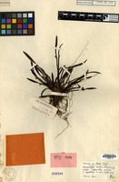 Holotype of Ceratostylis todjambuensis J.J.Sm. [family ORCHIDACEAE]