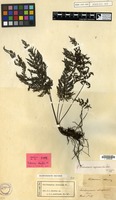 Syntype of Trichomanes obscurum Blume [family PTERIDOPHYTA]