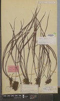 Syntype of Vittaria japonica Miq. [family PTERIDOPHYTA]