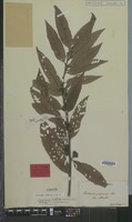 Original material of Castanea crenata Siebold & Zucc. [family FAGACEAE]