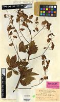 Isotype of Serjania inscripta Radlk. [family SAPINDACEAE]