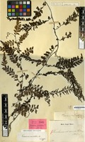 Type of Trichomanes auriculatum Blume [family PTERIDOPHYTA]