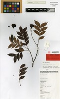 Isotype of Guioa sarcopterifructa Welzen [family SAPINDACEAE]