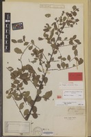 Isolectotype of Flueggea virosa (Roxb. ex Willd.) Royle subsp. virosa [family EUPHORBIACEAE]