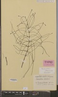 Type of Equisetum palustre L. [family PTERIDOPHYTA]