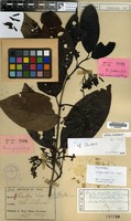 Isosyntype of Randia forbesii King & Gamble [family RUBIACEAE]