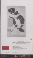 Isotype of Nauclea superba S.Moore [family RUBIACEAE]