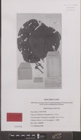 Isotype of Neonauclea versteeghii Merr. & L.M.Perry [family RUBIACEAE]