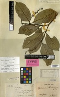 Lectotype of Chassalia hasseltiana Miq. [family RUBIACEAE]