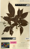 Isotype of Rondeletia ovata Rusby [family RUBIACEAE]