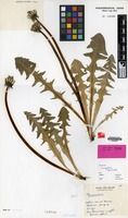 Holotype of Taraxacum angulare Hagend., Soest & Zevenb. [family COMPOSITAE]