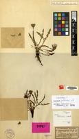 Isotype of Taraxacum pollichii Soest [family COMPOSITAE]