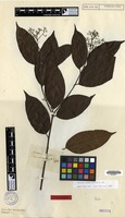Isotype of Cordia scabrifolia A.DC. [family BORAGINACEAE]
