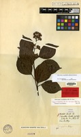 Isotype of Ecdysanthera schrieckii Van Heurck & Müll.Arg. [family APOCYNACEAE]