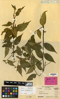 Holotype of Symplocos colombonensis Noot. [family SYMPLOCACEAE]