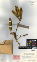 Type of Schefflera revolutissima Baum.-Bod. [family ARALIACEAE]