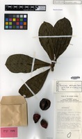 Isotype of Terminalia whitmorei Coode [family COMBRETACEAE]
