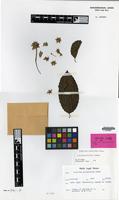 Isotype of Homalium eurypetalum Blake [family FLACOURTIACEAE]