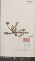 Holotype of Taraxacum hamatulum Hagend., Soest & Zevenb. [family COMPOSITAE]