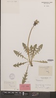 Isotype of Taraxacum lamprochroum Hagend., Soest & Zevenb. [family COMPOSITAE]