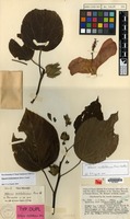 Type of Hibiscus archboldianus Borss.Waalk. [family MALVACEAE]