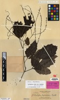 Isotype of Allophylus leptocladus Radlk. [family SAPINDACEAE]
