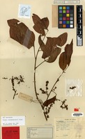 Holotype of Arytera lineosquamulata H.Turner [family SAPINDACEAE]