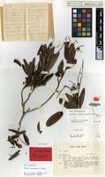 Holotype of Arytera nekorensis H.Turner [family SAPINDACEAE]