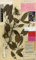 Isotype of Guioa dasyantha Radlk. [family SAPINDACEAE]