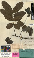 Type of Sapindus edulis Blume [family SAPINDACEAE]