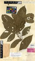 Isotype of Pentascyphus thyrsiflorus Radlk. [family SAPINDACEAE]