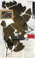 Holotype of Rhysotoechia obtusa Etman [family SAPINDACEAE]