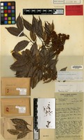 Holotype of Sarcopteryx caudata Welzen [family SAPINDACEAE]