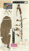 Isotype of Talisia bullata Radlk. [family SAPINDACEAE]