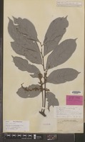 Syntype of Toechima livescens Radlk. [family SAPINDACEAE]